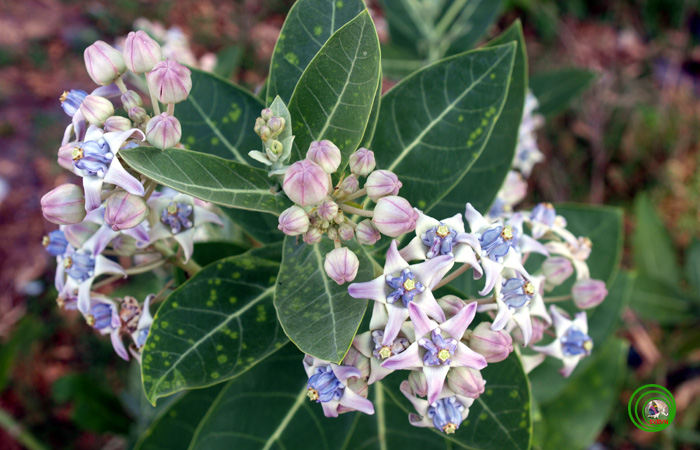 Cay-bong-bong-Calotropis-gigantea