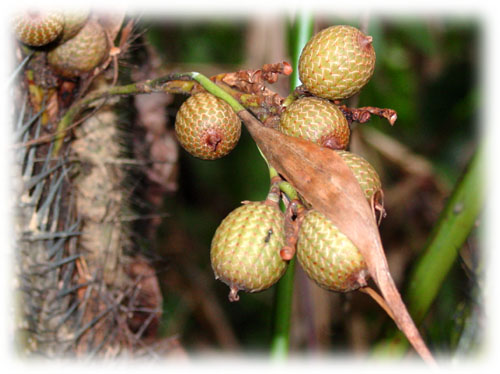 Hồi ức về trái cây xưa :D