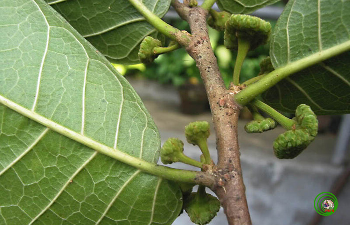 Cây Thuốc bắn, Antiaris toxicaria