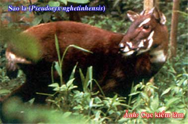 Saola