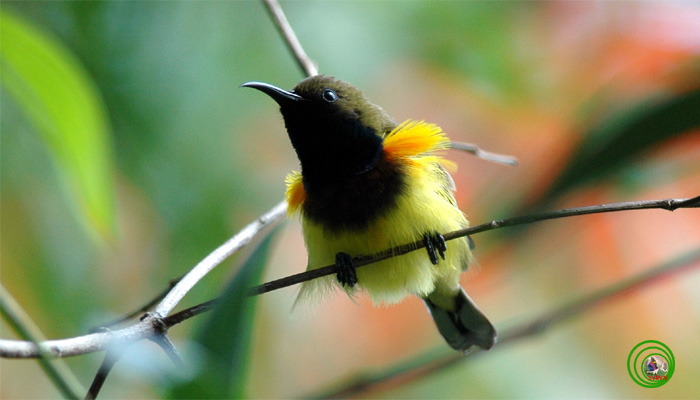 Giá chim hoạ mi và địa chỉ bán uy tín 🐦 | Farmvina Thú Cưng