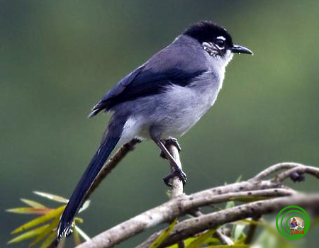 Cá chim đen – Wikipedia tiếng Việt