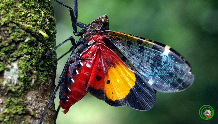 Welcome%20to%20Viet%20Nam%20Creatures%20Website